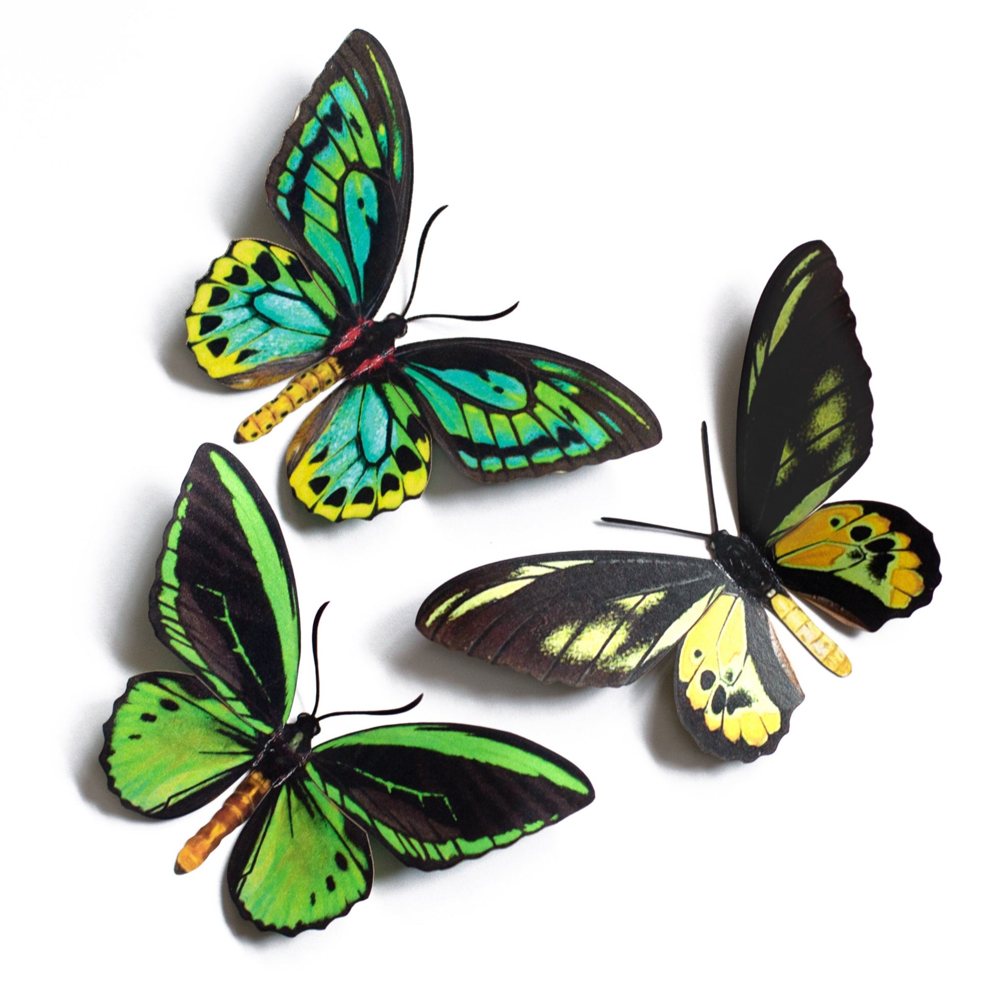 Skyward' Birdwing Butterfly Set - Moth & Myth