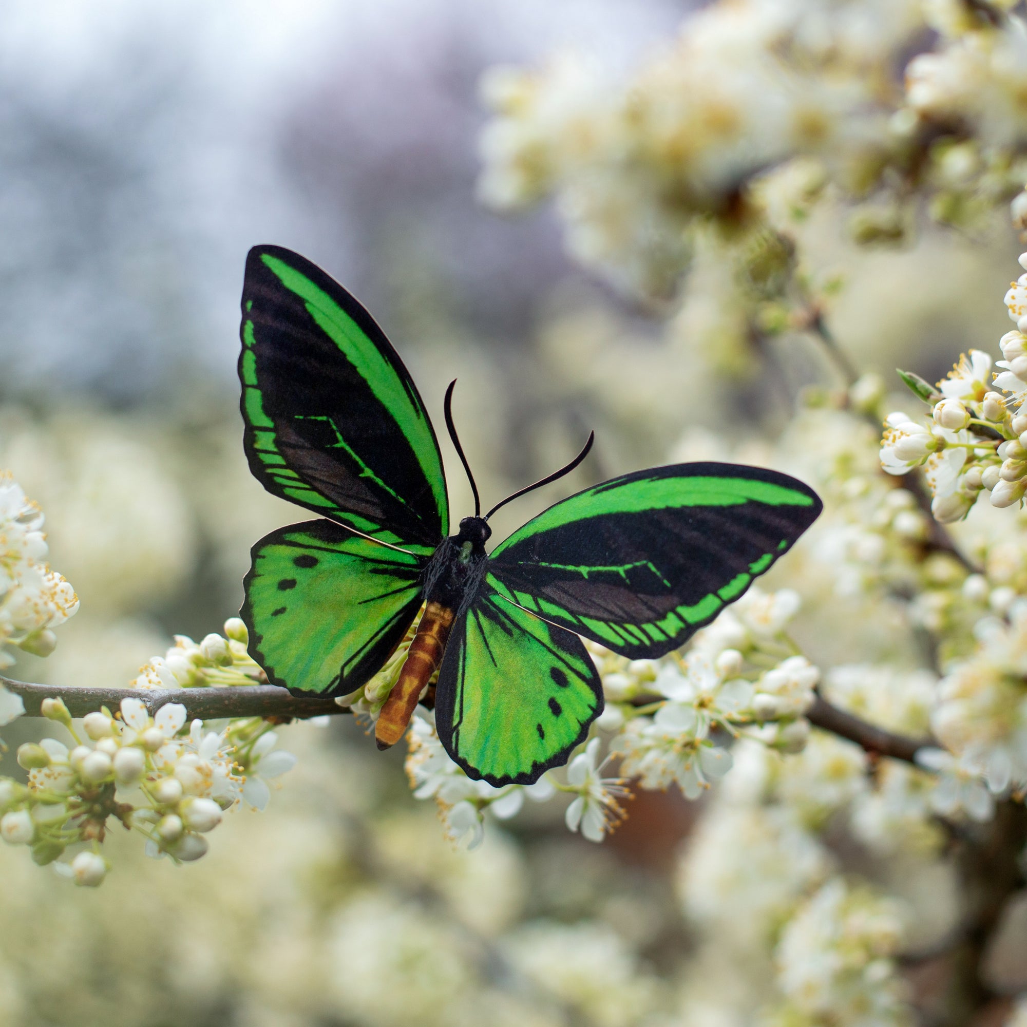 'Skyward' Birdwing Butterfly Set - Artist Discount