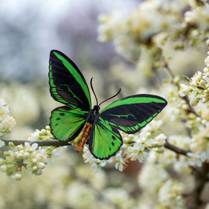 'Skyward' Birdwing Butterfly Set - Artist Discount