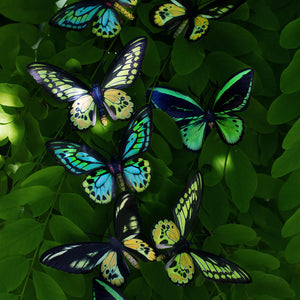 'Skyward' Birdwing Butterfly Set