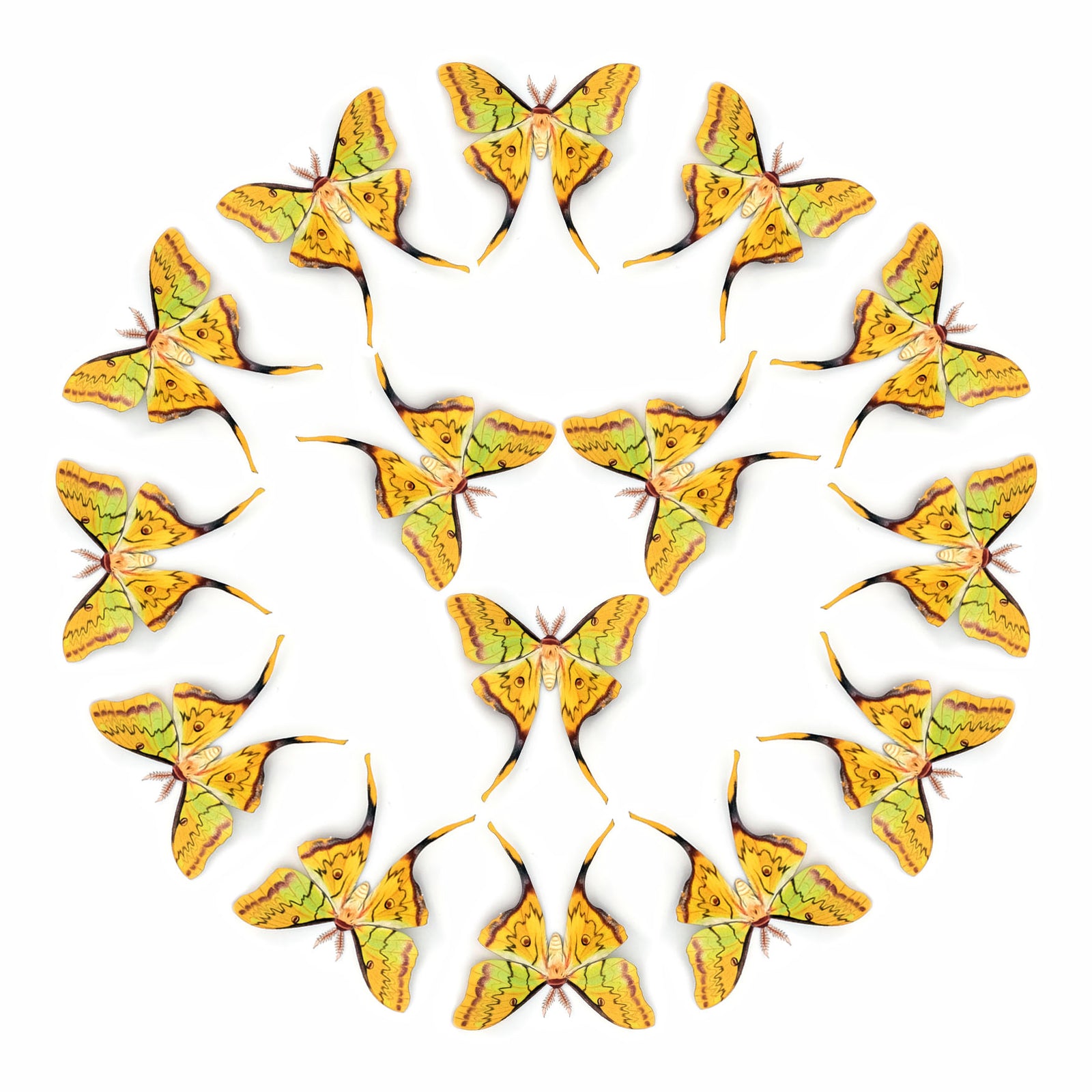 💫New!💫 'South China Moon' Moth Multi-Pack