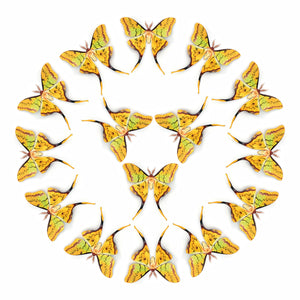 'South China Moon' Moth Multi-Pack