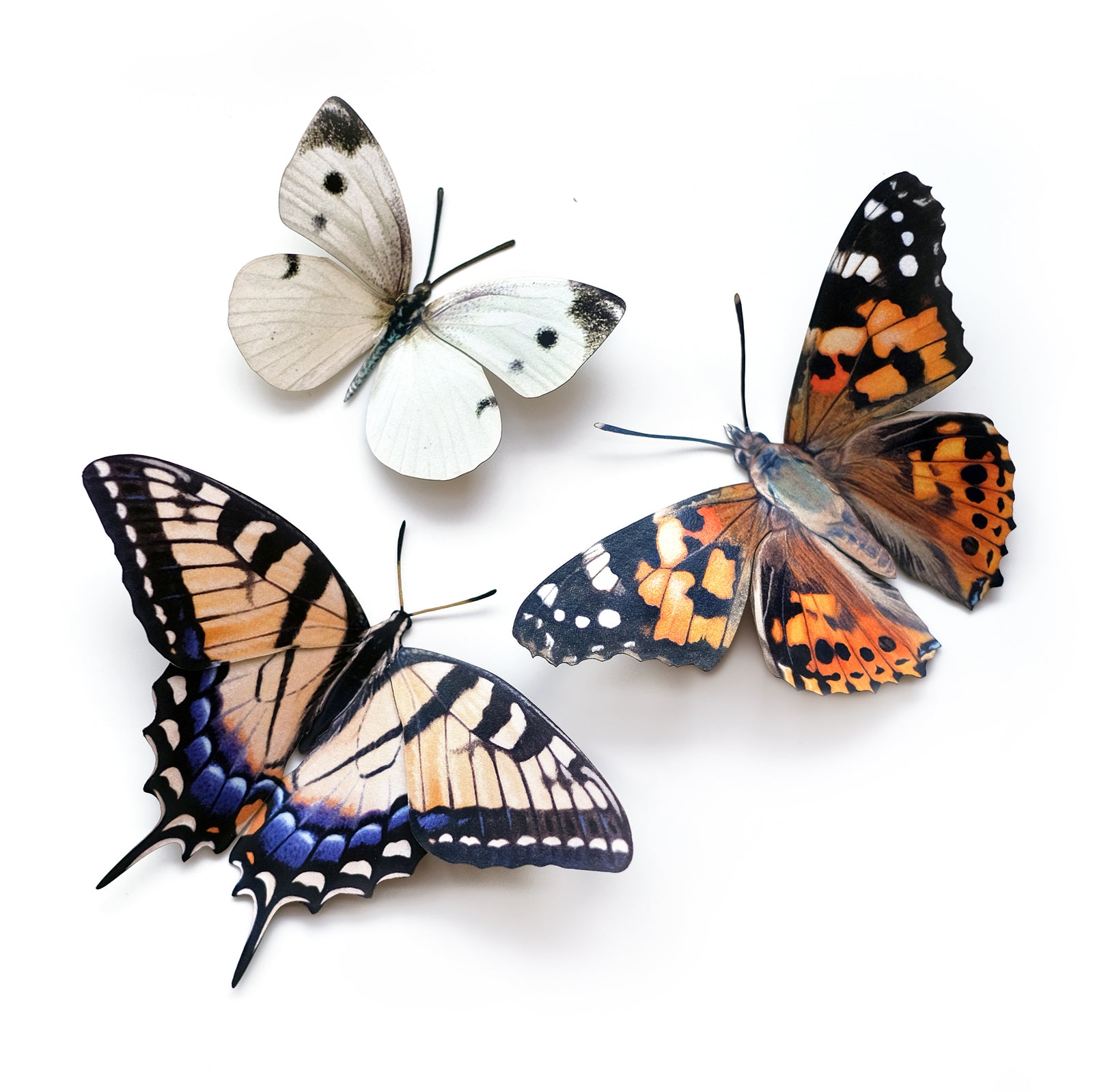 'Southeast' Butterfly Set - Reseller Wholesale