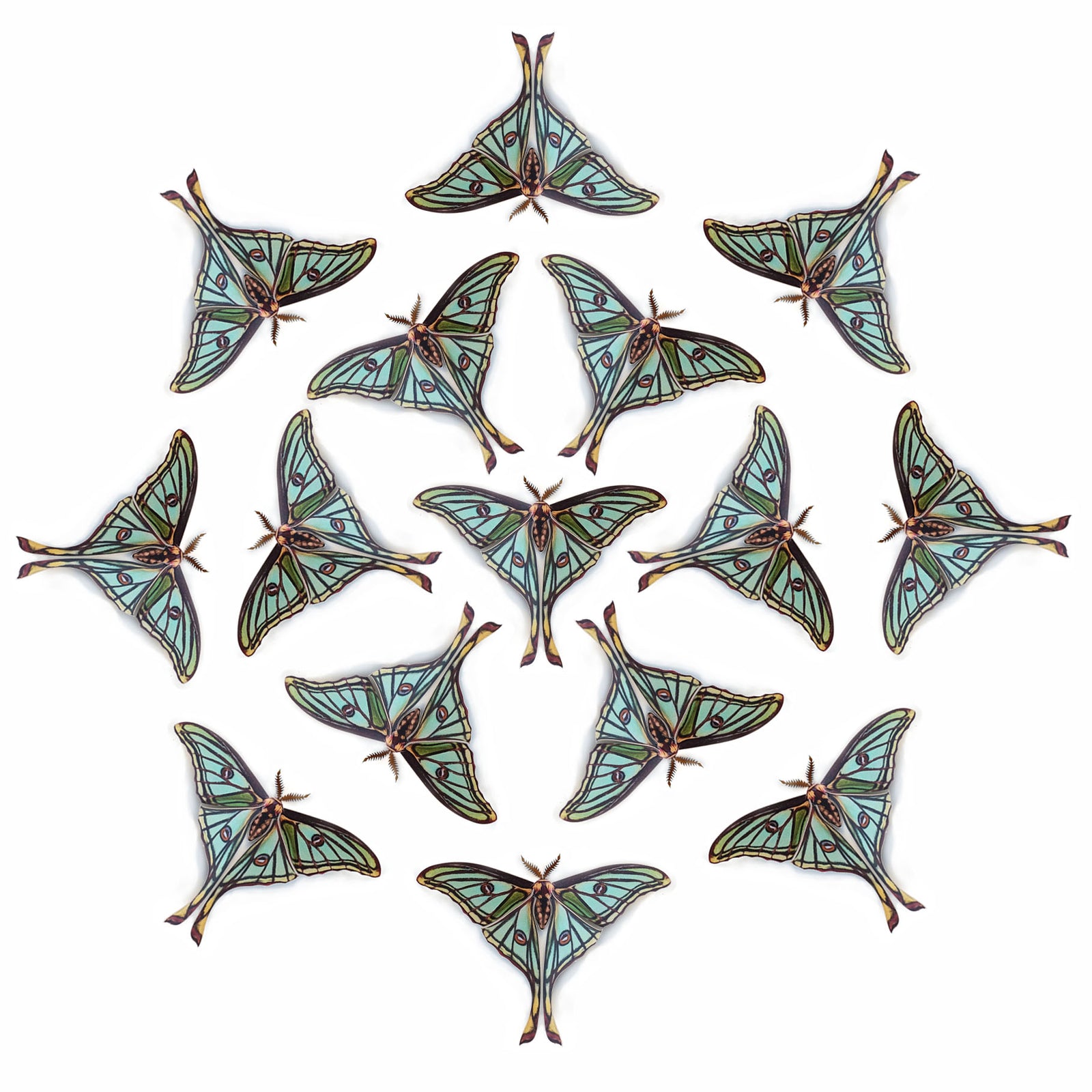 💫New!💫 'Spanish Moon' Moth Multi-Pack