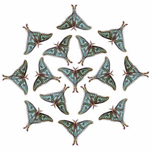 'Spanish Moon' Moth Multi-Pack