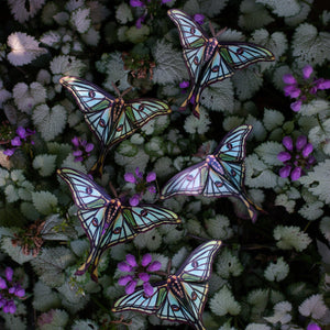 'Spanish Moon' Moth Multi-Pack