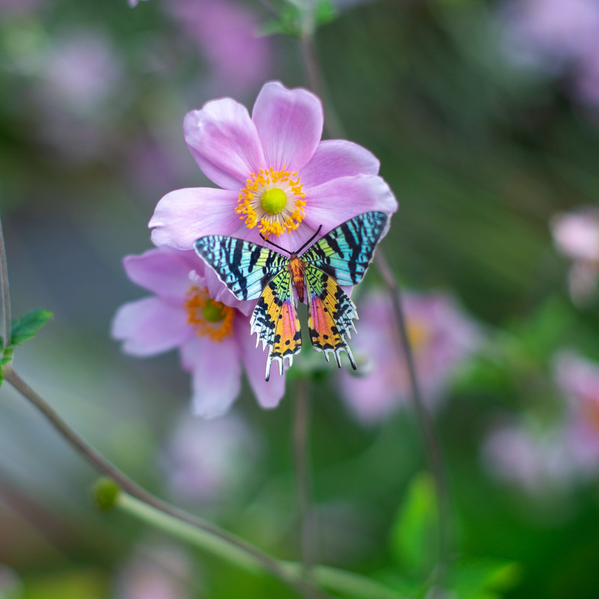 💫New💫 The Echo Collection - 'The Flutter & Flight Series'