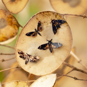 💫New💫 'Death's-Head Hawkmoth' Teeny Tinies