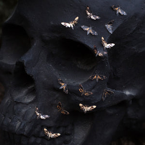 💫New💫 'Death's-Head Hawkmoth' Teeny Tinies