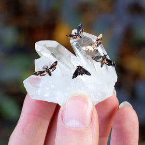 💫New💫 'Death's-Head Hawkmoth' Teeny Tinies