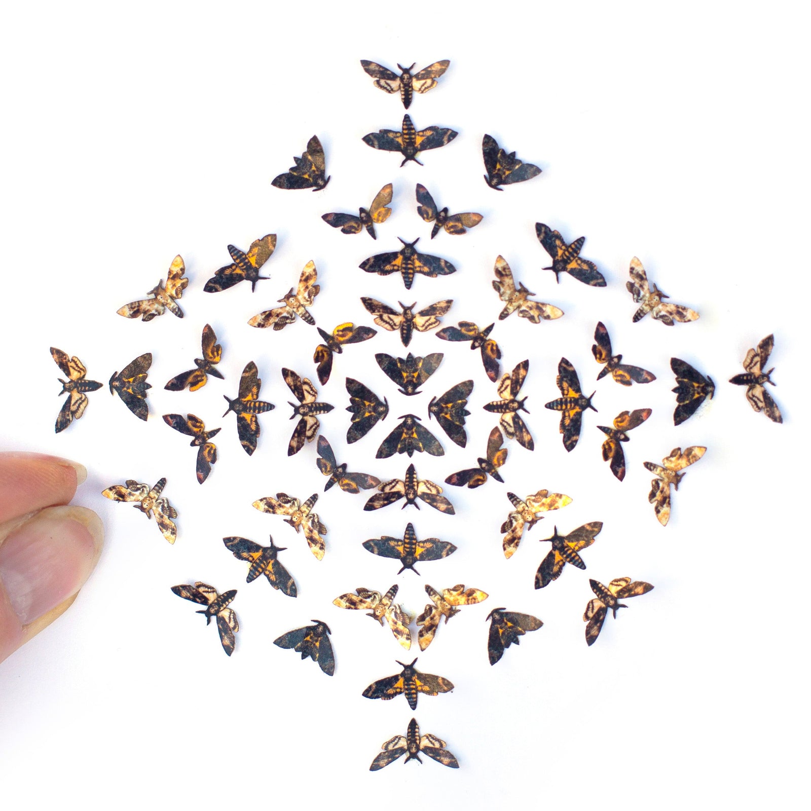 💫New💫 'Death's-Head Hawkmoth' Teeny Tinies