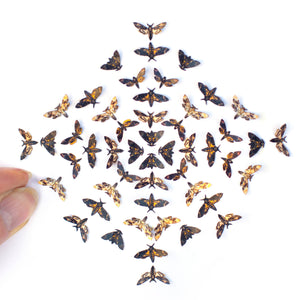 💫New💫 'Death's-Head Hawkmoth' Teeny Tinies