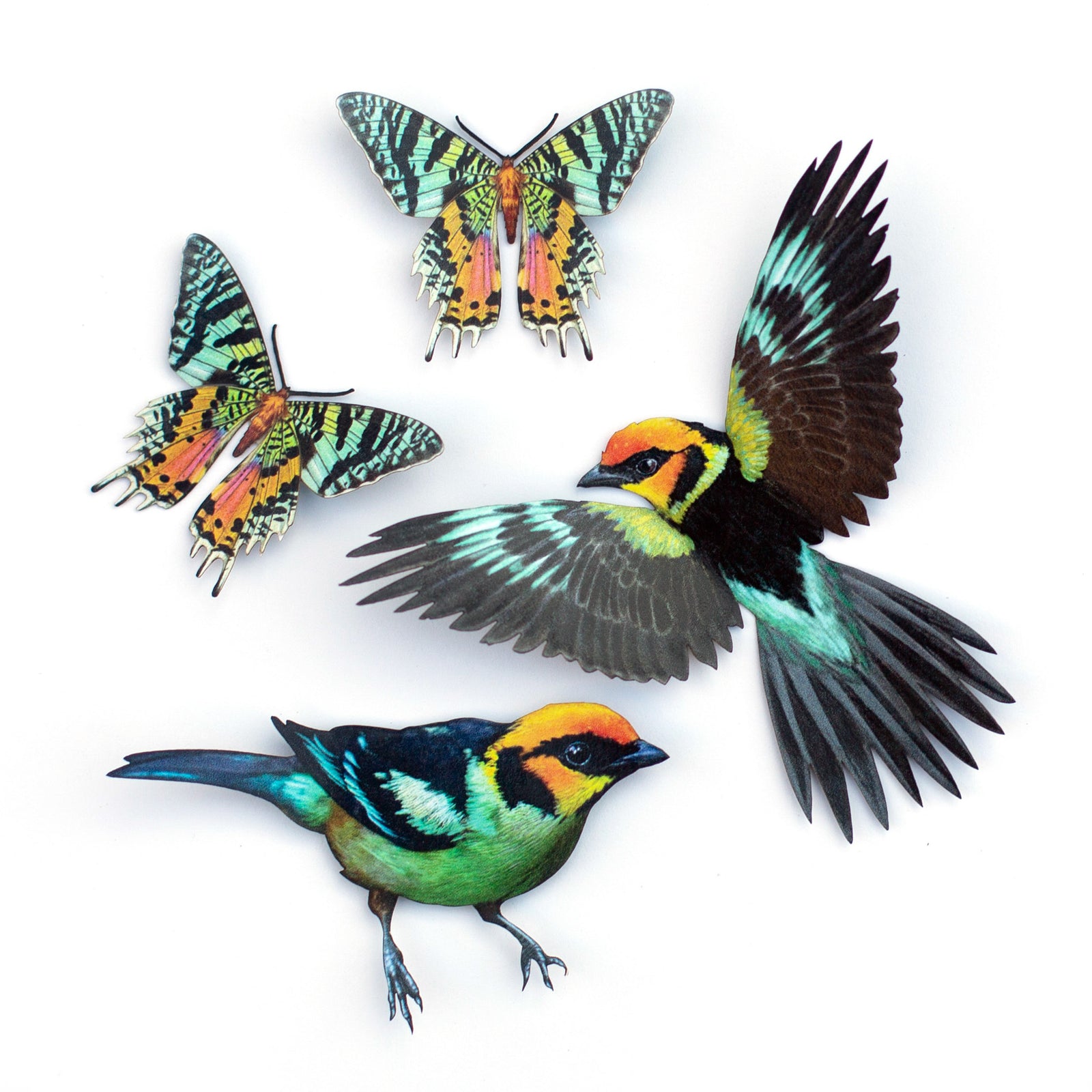 💫New💫 Madagascan Sunset Moth & Flame-Faced Tanager - The Echo Collection - 'Flutter & Flight'