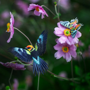 💫New💫 The Echo Collection - 'The Flutter & Flight Series'