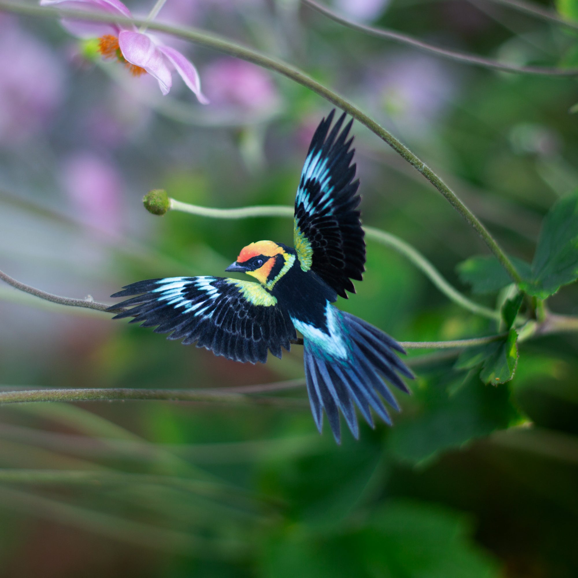 💫New💫 The Echo Collection - 'The Flutter & Flight Series'