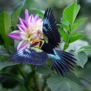 💫New💫 Flame-Faced Tanager  - 'Feather & Flight'