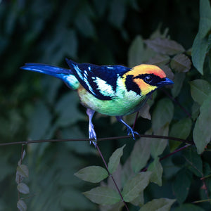 💫New💫 Flame-Faced Tanager (life-sized, sitting) - 'Feather & Flight'