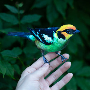 💫New💫 Flame-Faced Tanager (life-sized, sitting) - 'Feather & Flight'