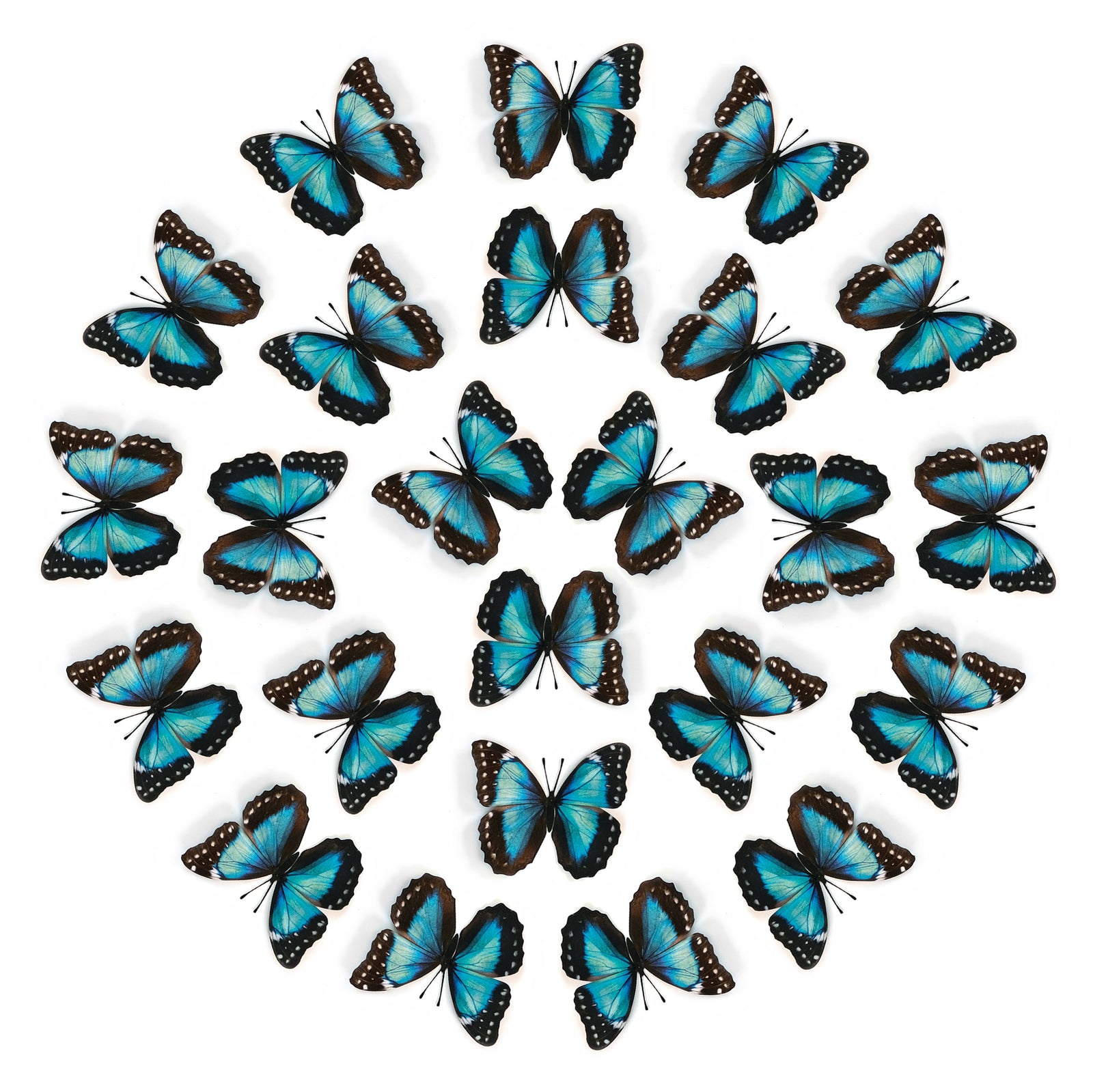 💫New!💫 'Teal and Black Morpho' Butterfly Multi-Pack
