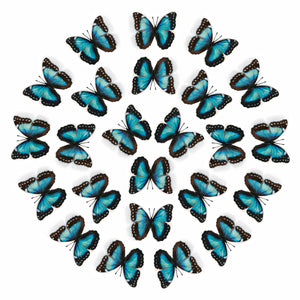 'Teal and Black Morpho' Butterfly Multi-Pack