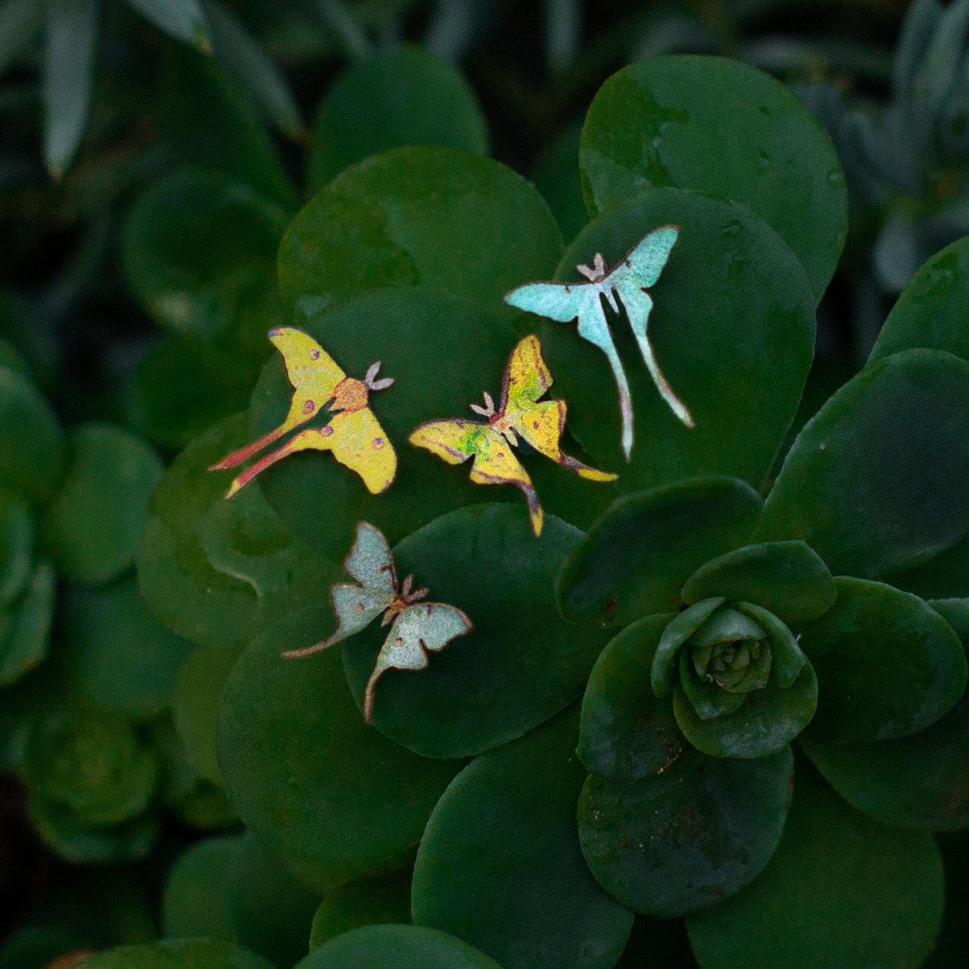 💫New💫 'Moon Moth' Teeny Tinies
