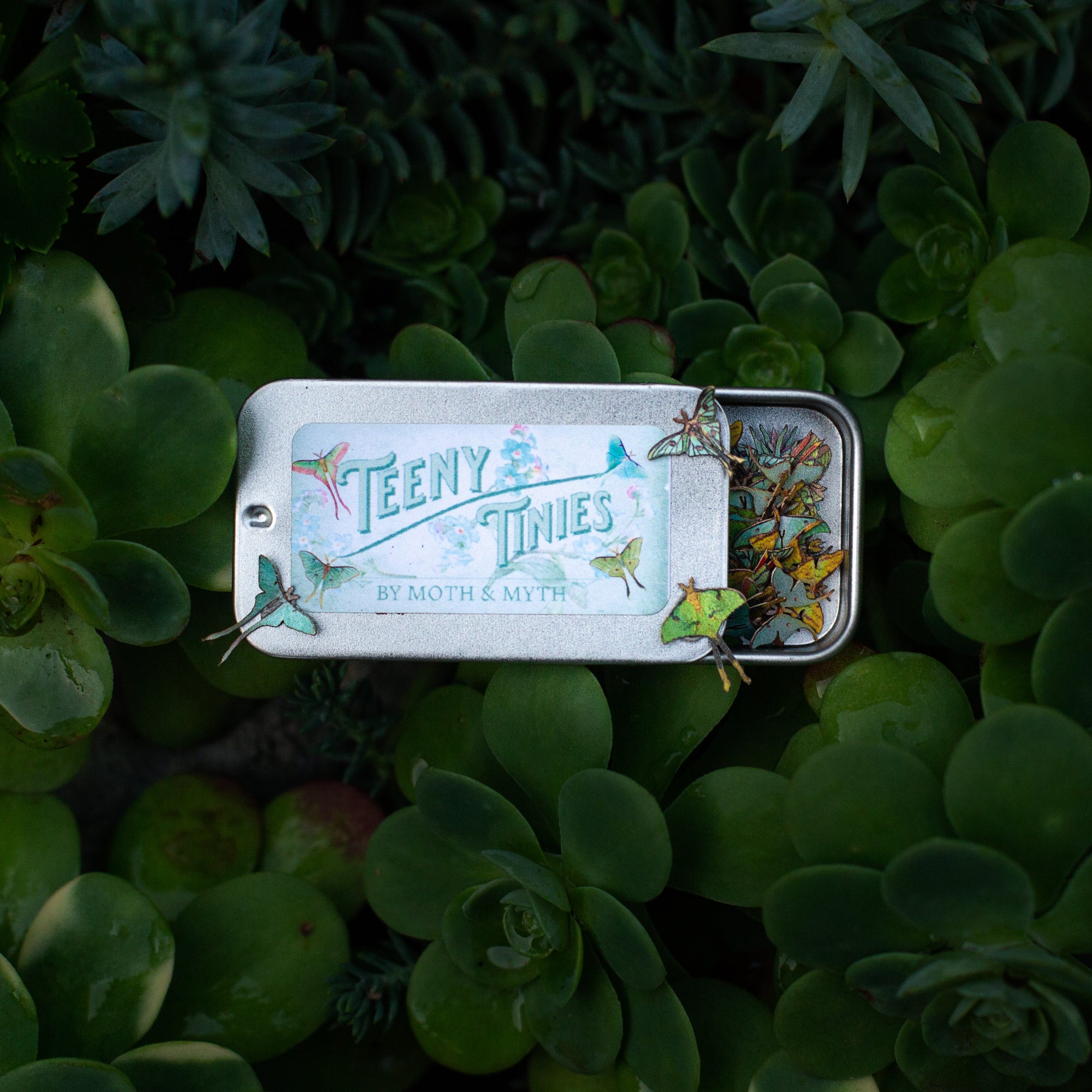 💫New💫 'Moon Moth' Teeny Tinies