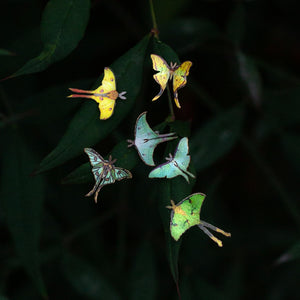 💫New💫 'Moon Moth' Teeny Tinies