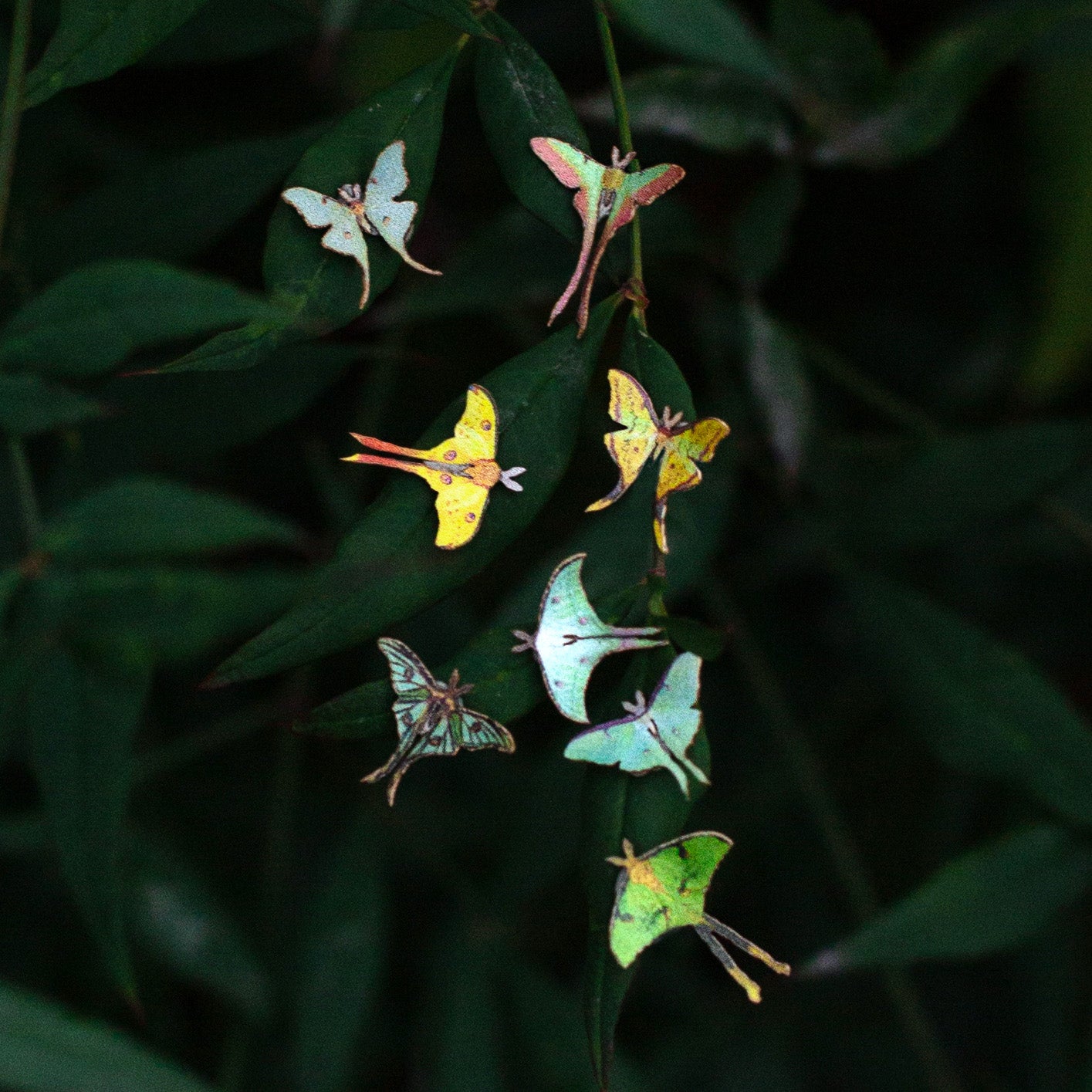 💫New💫 'Moon Moth' Teeny Tinies