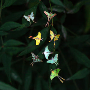 💫New💫 'Moon Moth' Teeny Tinies