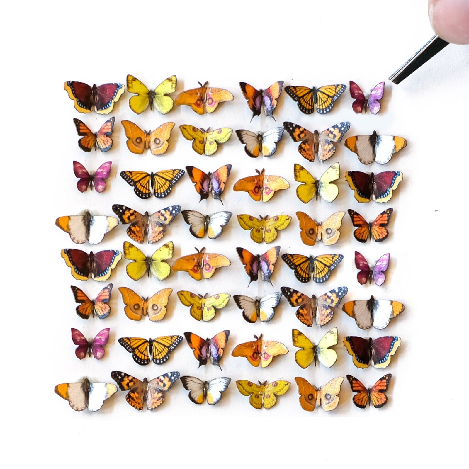 'Sunbeam' Teeny Tinies