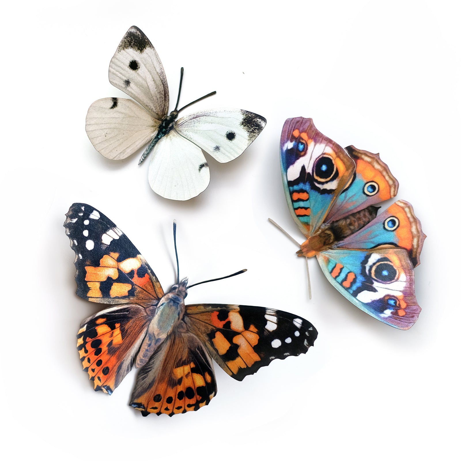 'Texas' Butterfly Set - Reseller Wholesale