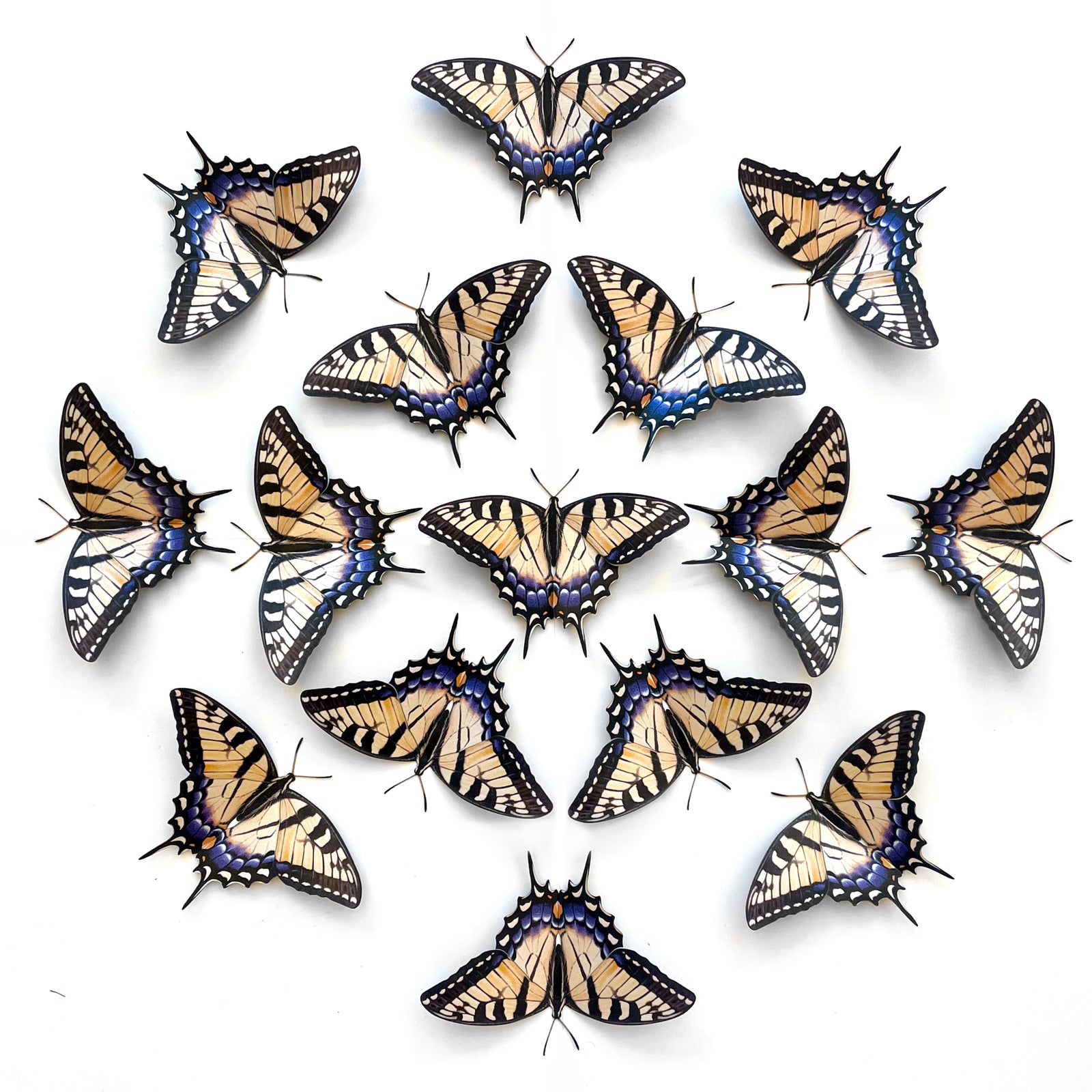 Tiger Swallowtail Butterfly Multi-Pack