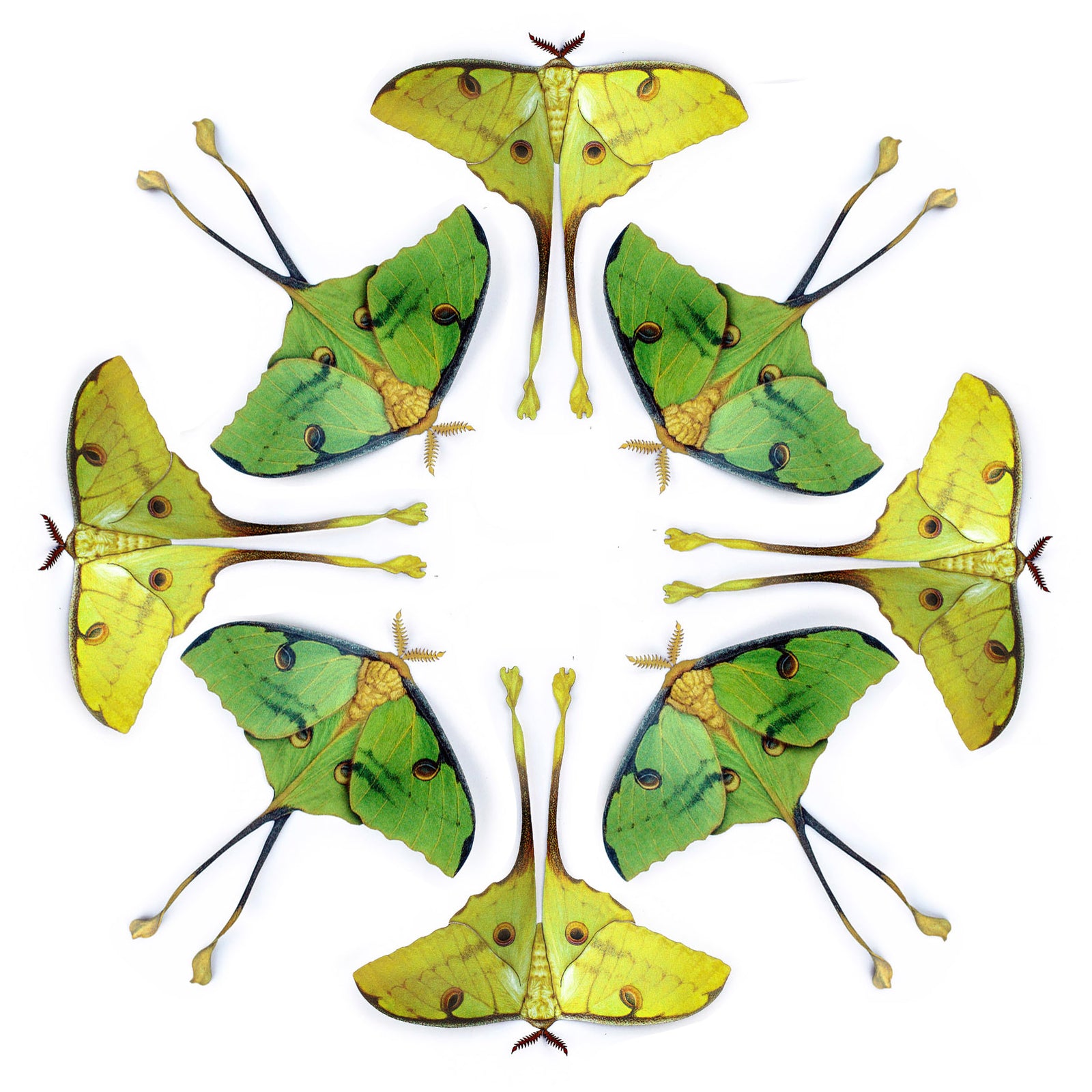 💫New!💫 'African Moon Moth' Multi-Pack