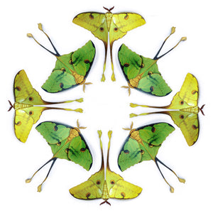 'African Moon Moth' Multi-Pack