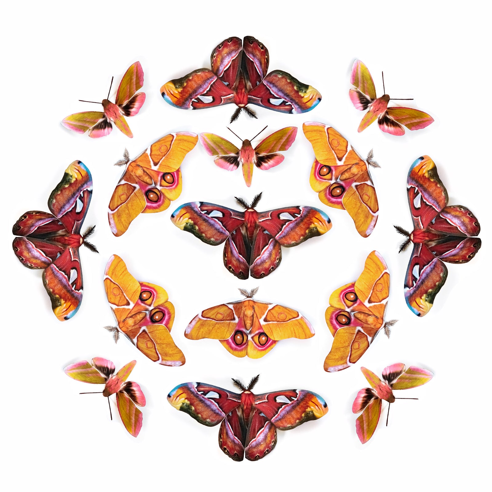 💫New!💫 ’Amber' Atlas Moth Multi-Pack
