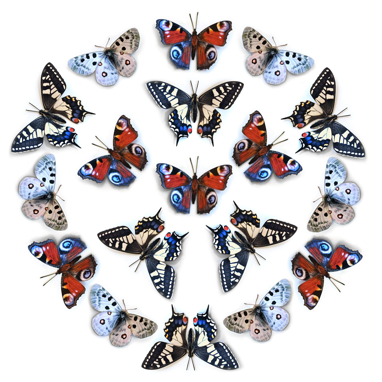 💫New!💫 'Apollo' Paper Butterfly Multi-Pack