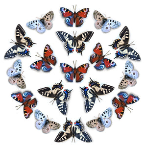 'Apollo' Paper Butterfly Multi-Pack