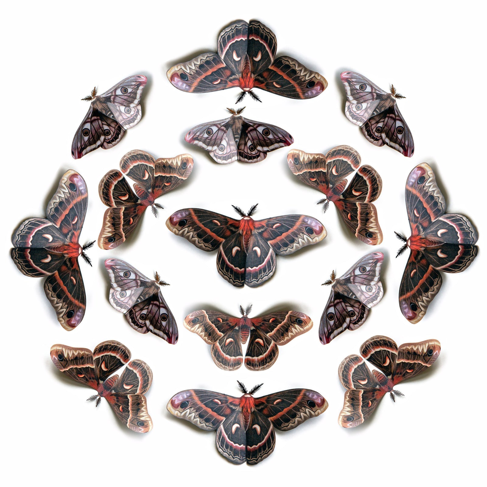 💫New!💫 ‘Autumn’ Cecropia Moth Multi-Pack