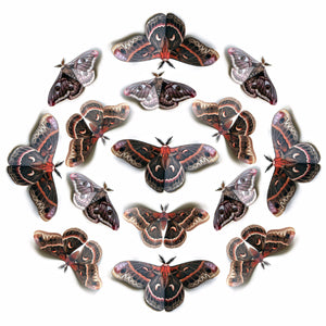 ‘Autumn’ Cecropia Moth Multi-Pack