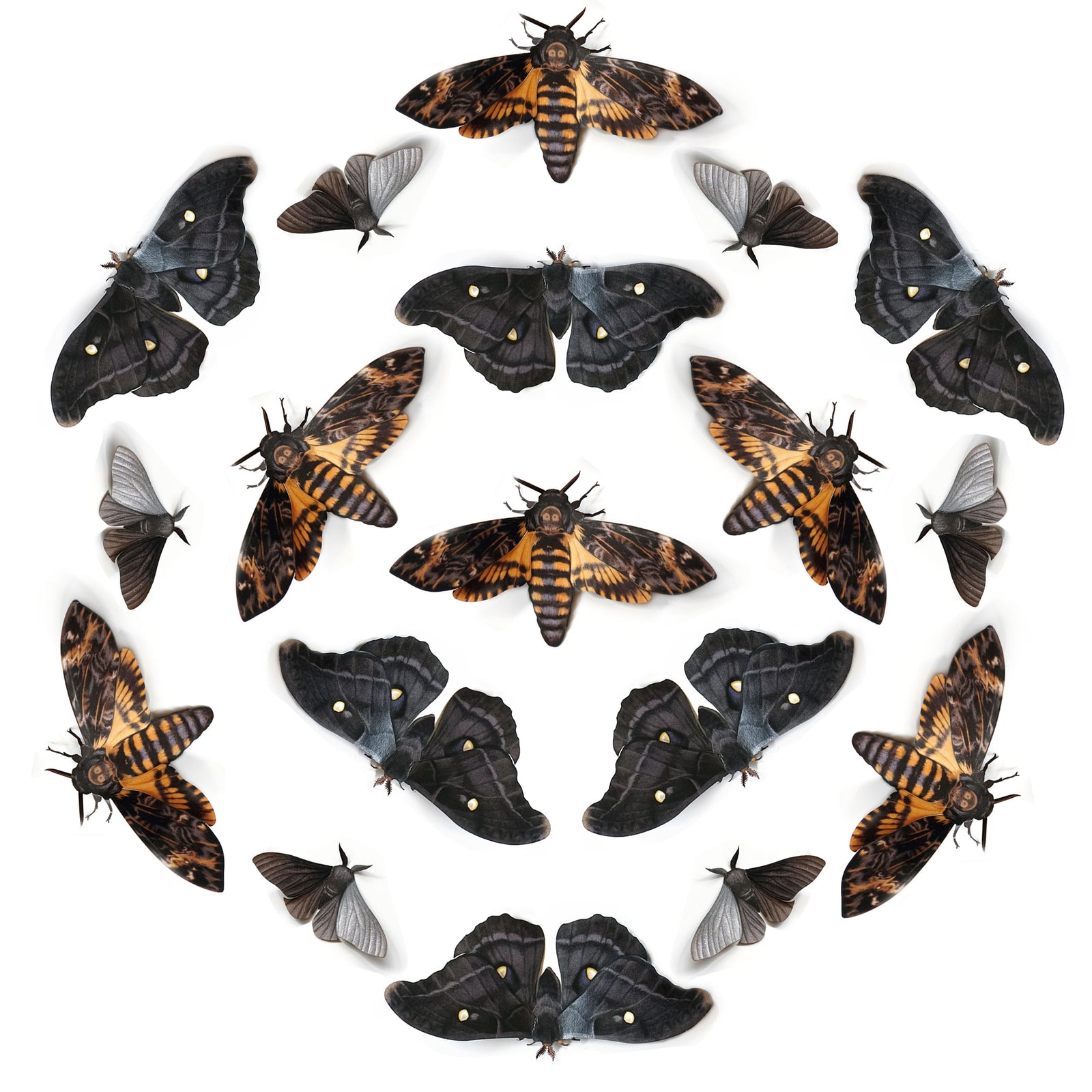 💫New!💫 'Belladonna' Death's Head Moth Multi-Pack