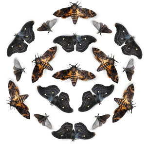 'Belladonna' Death's Head Moth Multi-Pack