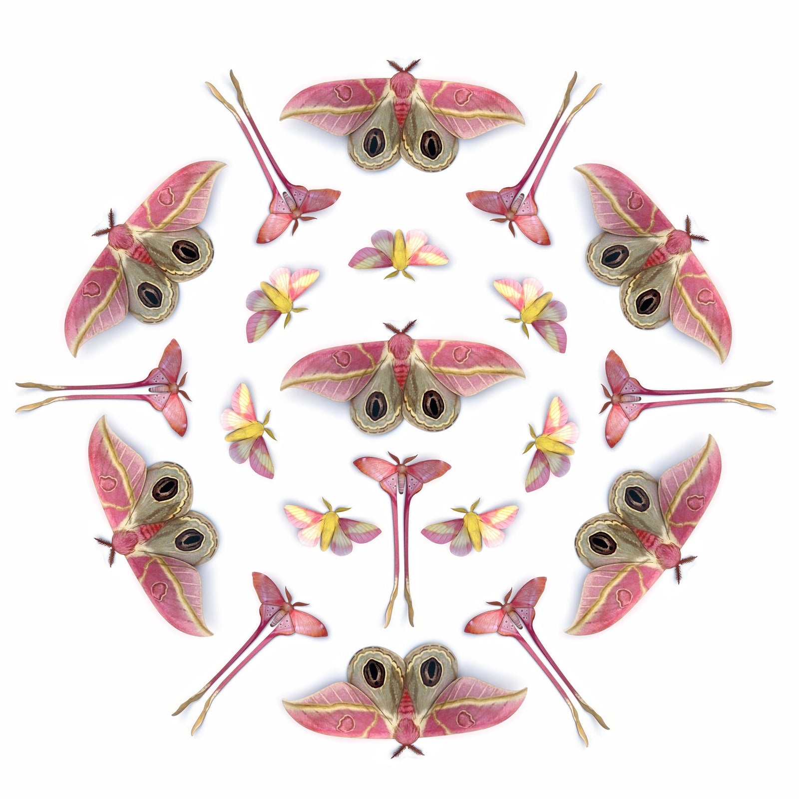 💫New!💫 'Blush' Pink Moth Multi-Pack