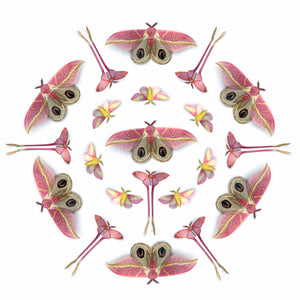 'Blush' Pink Moth Multi-Pack