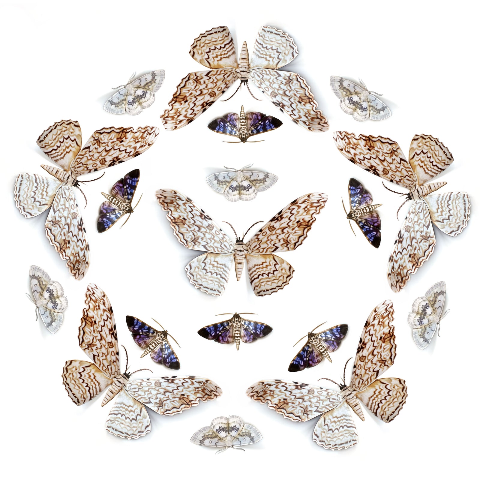 💫New!💫 'Datura' Witch Moth Multi-Pack