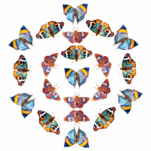 'Dawn' Paper Butterfly Multi-Pack