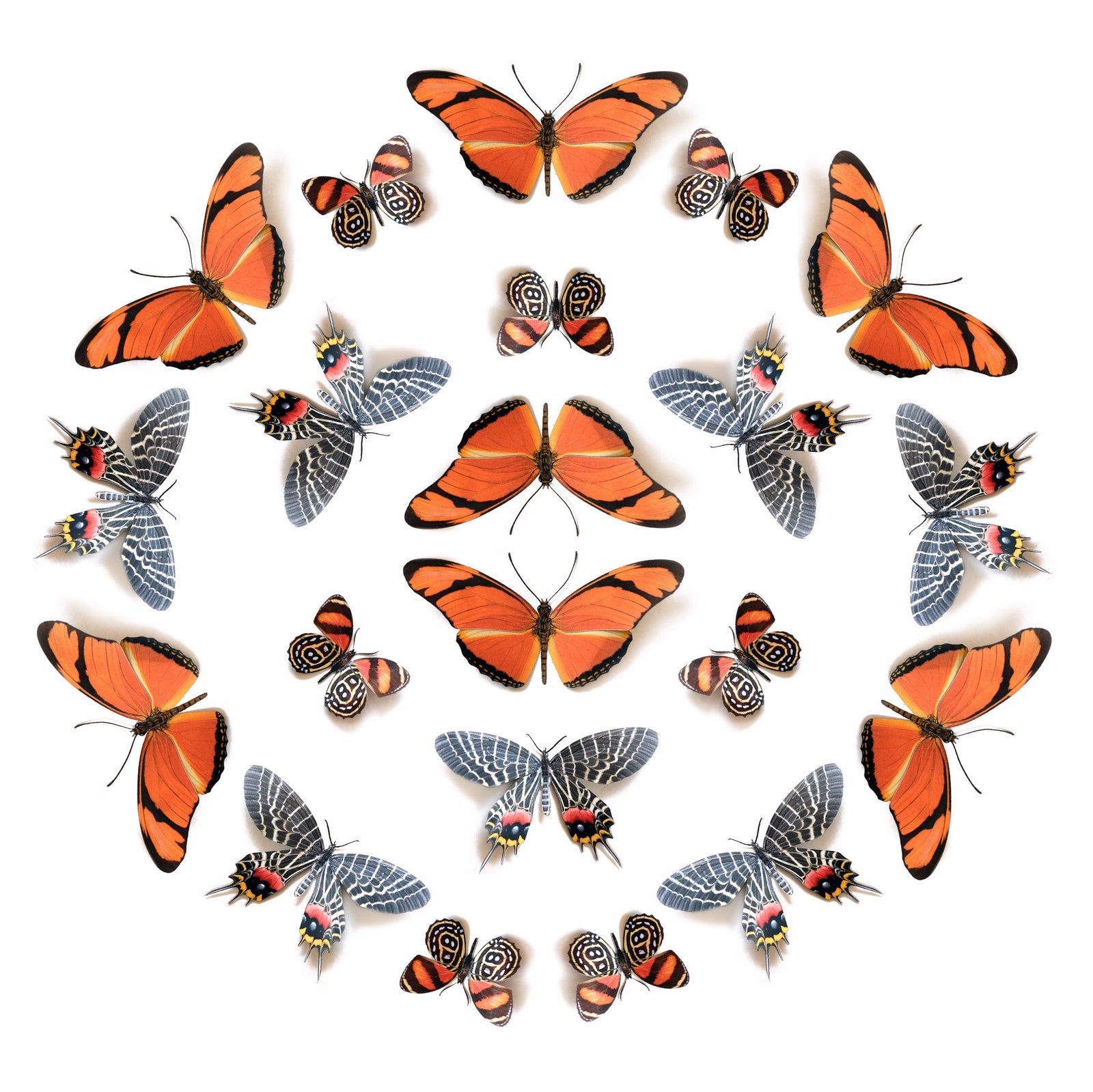 💫New!💫 'Flower Child' Paper Butterfly Multi-Pack