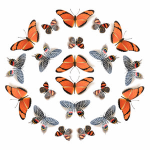'Flower Child' Paper Butterfly Multi-Pack