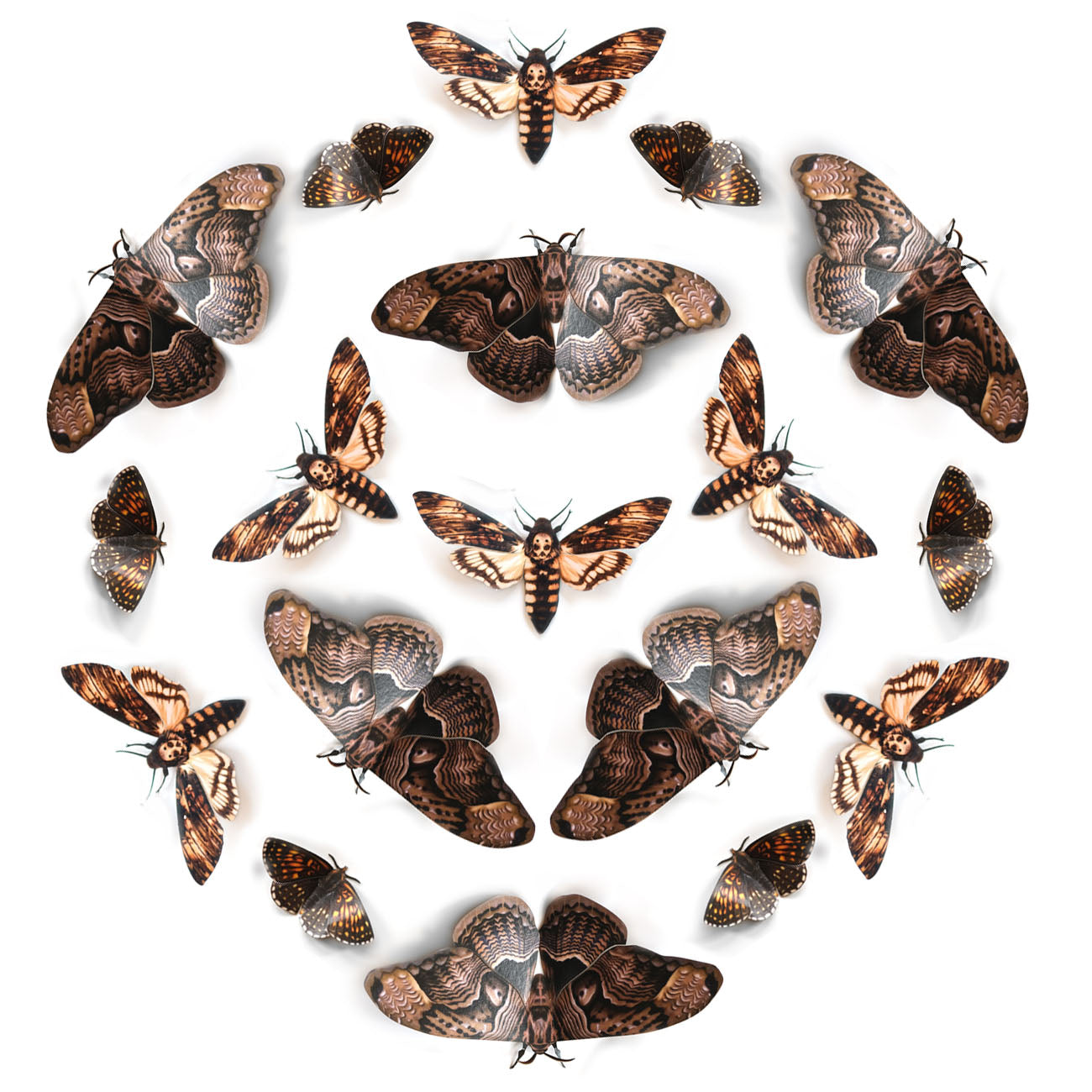 💫New!💫 'Hellebore' Owl Moth Multi-Pack