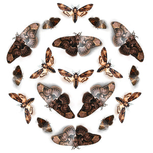 'Hellebore' Owl Moth Multi-Pack