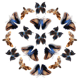 'Hemlock' Hatchet Butterfly Multi-Pack